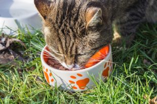 הטופ 5 של מזון לחתולים